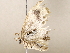  ( - BIOUG64398-C12)  @11 [ ] CreativeCommons - Attribution (2021) CBG Photography Group Centre for Biodiversity Genomics