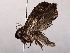  (acroBioLep1 - BIOUG64398-D04)  @11 [ ] CreativeCommons - Attribution (2021) CBG Photography Group Centre for Biodiversity Genomics