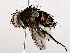  (Houghia graciloides - BIOUG64400-B11)  @11 [ ] CreativeCommons - Attribution (2021) CBG Photography Group Centre for Biodiversity Genomics