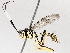  ( - BIOUG71254-F05)  @11 [ ] CreativeCommons - Attribution (2021) CBG Photography Group Centre for Biodiversity Genomics
