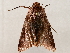  (Marilopteryx Malaise773 - BIOUG72909-E02)  @11 [ ] CreativeCommons - Attribution (2021) CBG Photography Group Centre for Biodiversity Genomics