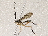  (Diradops Malaise6664 - BIOUG72910-F05)  @11 [ ] CreativeCommons - Attribution (2021) CBG Photography Group Centre for Biodiversity Genomics