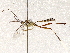  ( - BIOUG73020-G01)  @11 [ ] CreativeCommons - Attribution (2021) CBG Photography Group Centre for Biodiversity Genomics