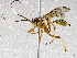  ( - BIOUG73020-G04)  @11 [ ] CreativeCommons - Attribution (2021) CBG Photography Group Centre for Biodiversity Genomics