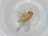  (Drosophila cestri - BIOUG75438-C04)  @11 [ ] CreativeCommons - Attribution (2021) Centre for Biodiversity Genomics Centre for Biodiversity Genomics