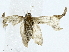  ( - BIOUG85460-G06)  @11 [ ] CreativeCommons - Attribution (2022) CBG Photography Group Centre for Biodiversity Genomics
