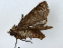  (Marilopteryx Malaise5468 - BIOUG85485-A11)  @11 [ ] CreativeCommons - Attribution (2022) CBG Photography Group Centre for Biodiversity Genomics