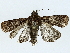  ( - BIOUG85485-B06)  @11 [ ] CreativeCommons - Attribution (2022) CBG Photography Group Centre for Biodiversity Genomics