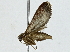  ( - BIOUG85485-D02)  @11 [ ] CreativeCommons - Attribution (2022) CBG Photography Group Centre for Biodiversity Genomics