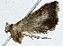  ( - BIOUG85485-D03)  @11 [ ] CreativeCommons - Attribution (2022) CBG Photography Group Centre for Biodiversity Genomics