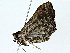  ( - BIOUG89943-B09)  @11 [ ] CreativeCommons - Attribution (2022) CBG Photography Group Centre for Biodiversity Genomics