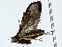  ( - BIOUG89943-G11)  @11 [ ] CreativeCommons - Attribution (2022) CBG Photography Group Centre for Biodiversity Genomics