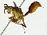  ( - BIOUG89944-A01)  @11 [ ] CreativeCommons - Attribution (2022) CBG Photography Group Centre for Biodiversity Genomics