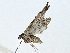  ( - BIOUG89945-C11)  @11 [ ] CreativeCommons - Attribution (2022) CBG Photography Group Centre for Biodiversity Genomics