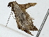  (Eois Malaise6693 - BIOUG89945-C12)  @11 [ ] CreativeCommons - Attribution (2022) CBG Photography Group Centre for Biodiversity Genomics