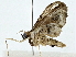  ( - BIOUG89945-E08)  @11 [ ] CreativeCommons - Attribution (2022) CBG Photography Group Centre for Biodiversity Genomics