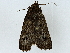  ( - BIOUG89946-B12)  @11 [ ] CreativeCommons - Attribution (2022) CBG Photography Group Centre for Biodiversity Genomics