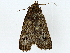  ( - BIOUG89946-B12)  @11 [ ] CreativeCommons - Attribution (2022) CBG Photography Group Centre for Biodiversity Genomics