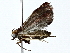  ( - BIOUG89946-D10)  @11 [ ] CreativeCommons - Attribution (2022) CBG Photography Group Centre for Biodiversity Genomics