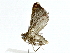  ( - BIOUG89946-F03)  @11 [ ] CreativeCommons - Attribution (2022) CBG Photography Group Centre for Biodiversity Genomics