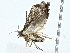  ( - BIOUG91403-B09)  @11 [ ] CreativeCommons - Attribution (2022) CBG Photography Group Centre for Biodiversity Genomics