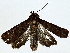  ( - BIOUG91404-E04)  @11 [ ] CreativeCommons - Attribution (2022) CBG Photography Group Centre for Biodiversity Genomics