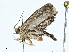  ( - BIOUG99525-F08)  @11 [ ] CreativeCommons - Attribution (2023) CBG Photography Group Centre for Biodiversity Genomics