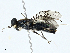  (Himantigera nigrifemorata - BIOUG99527-G09)  @11 [ ] CreativeCommons - Attribution (2023) CBG Photography Group Centre for Biodiversity Genomics