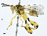  (chalMalaise5945 - BIOUG99529-A12)  @11 [ ] CreativeCommons - Attribution (2023) CBG Photography Group Centre for Biodiversity Genomics