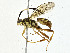  ( - BIOUG99529-B01)  @11 [ ] CreativeCommons - Attribution (2023) CBG Photography Group Centre for Biodiversity Genomics