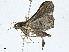  ( - BIOUG99529-F09)  @11 [ ] CreativeCommons - Attribution (2023) CBG Photography Group Centre for Biodiversity Genomics