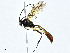  ( - BIOUG99530-D08)  @11 [ ] CreativeCommons - Attribution (2023) CBG Photography Group Centre for Biodiversity Genomics
