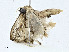  ( - BIOUG99530-G11)  @11 [ ] CreativeCommons - Attribution (2023) CBG Photography Group Centre for Biodiversity Genomics