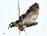  ( - BIOUG99545-C08)  @11 [ ] CreativeCommons - Attribution (2023) CBG Photography Group Centre for Biodiversity Genomics