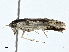  ( - BIOUG99545-C11)  @11 [ ] CreativeCommons - Attribution (2023) CBG Photography Group Centre for Biodiversity Genomics