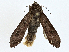  ( - BIOUG99548-B05)  @11 [ ] CreativeCommons - Attribution (2023) CBG Photography Group Centre for Biodiversity Genomics