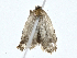  ( - BIOUG99548-C08)  @11 [ ] CreativeCommons - Attribution (2023) CBG Photography Group Centre for Biodiversity Genomics