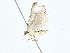  ( - BIOUG99548-D06)  @11 [ ] CreativeCommons - Attribution (2023) CBG Photography Group Centre for Biodiversity Genomics