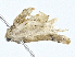  ( - BIOUG99548-D08)  @11 [ ] CreativeCommons - Attribution (2023) CBG Photography Group Centre for Biodiversity Genomics