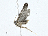  (Glyphidocera BioLep4458 - CBG-A00282-G06)  @13 [ ] CreativeCommons - Attribution (2023) CBG Photography Group Centre for Biodiversity Genomics