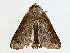  ( - CBG-A00284-A01)  @11 [ ] CreativeCommons - Attribution (2023) CBG Photography Group Centre for Biodiversity Genomics