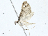  ( - CBG-A00284-B10)  @11 [ ] CreativeCommons - Attribution (2023) CBG Photography Group Centre for Biodiversity Genomics