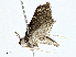  (spiloMalaise7839 - CBG-A00284-C03)  @11 [ ] CreativeCommons - Attribution (2023) CBG Photography Group Centre for Biodiversity Genomics