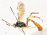  ( - CBG-A51899-G01)  @11 [ ] CreativeCommons - Attribution Share - Alike (2024) CBG Photography Group Centre for Biodiversity Genomics