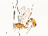  ( - CBG-A51902-D04)  @11 [ ] CreativeCommons - Attribution Share - Alike (2024) CBG Photography Group Centre for Biodiversity Genomics