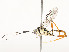  ( - CBG-A51903-B12)  @11 [ ] CreativeCommons - Attribution Share - Alike (2024) CBG Photography Group Centre for Biodiversity Genomics