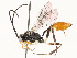  ( - CBG-A53648-B11)  @11 [ ] CreativeCommons - Attribution Share - Alike (2024) CBG Photography Group Centre for Biodiversity Genomics