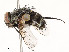  (Argyrophylax albincisaDHJ02 - CBG-A53649-D10)  @11 [ ] CreativeCommons - Attribution Share - Alike (2024) CBG Photography Group Centre for Biodiversity Genomics