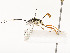  ( - CBG-A53649-E02)  @11 [ ] CreativeCommons - Attribution Share - Alike (2024) CBG Photography Group Centre for Biodiversity Genomics