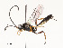  ( - CBG-A53650-C10)  @11 [ ] CreativeCommons - Attribution Share - Alike (2024) CBG Photography Group Centre for Biodiversity Genomics